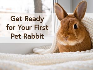 Get Ready for Your First Pet Rabbit