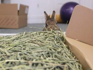 Rabbit eating hay