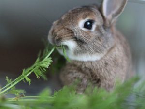 Rabbit eating carrot greens
