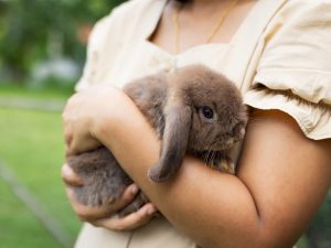 How to Hold a Rabbit