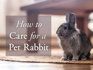 How to Care for a Pet Rabbit: A Beginner's Guide