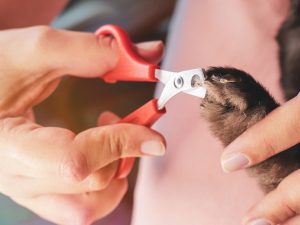 Clipping a rabbit's nails