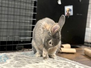 Rabbit grooming self