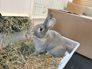 Rabbit in litter box